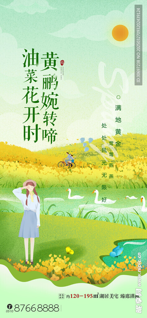 油菜花 