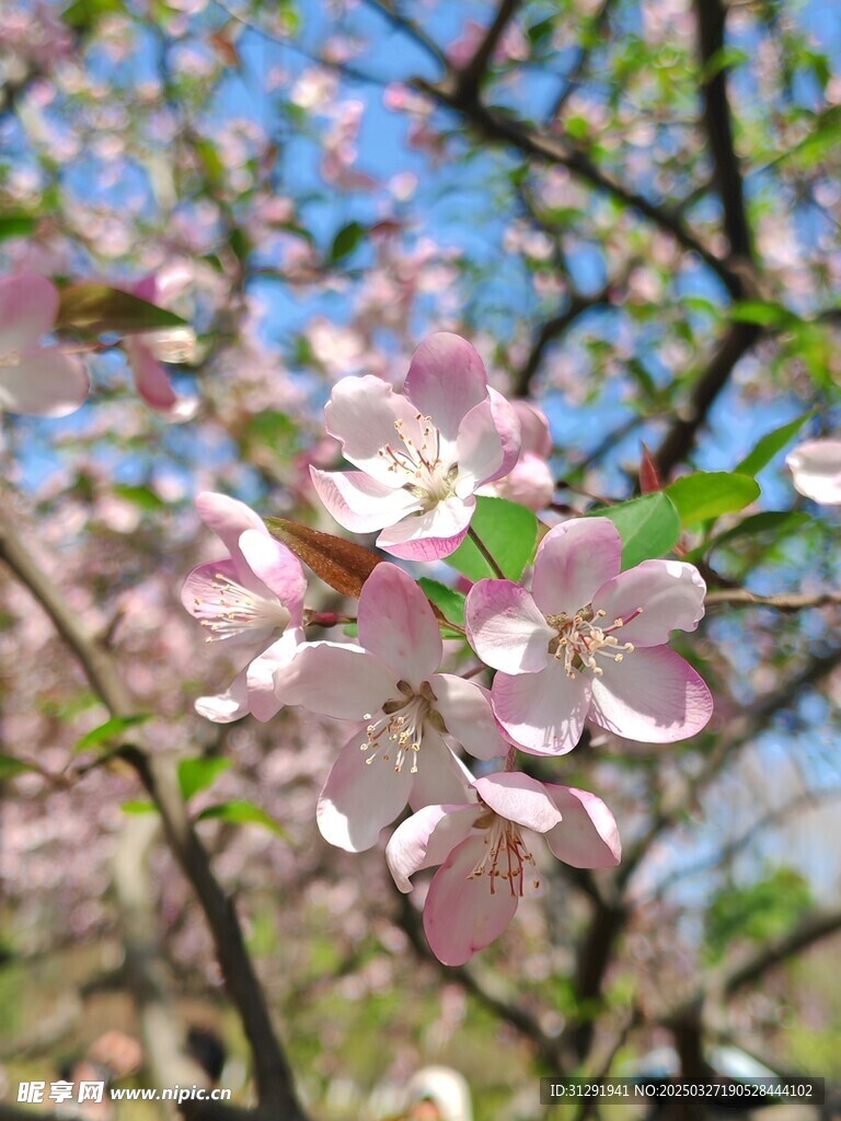 海棠花