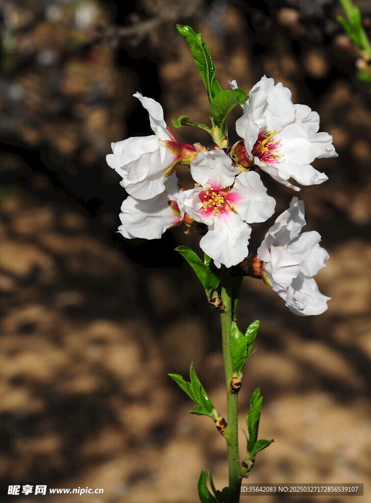 扁桃花