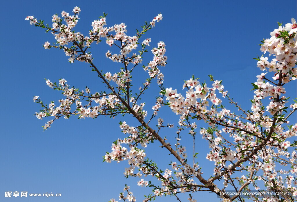 扁桃花开