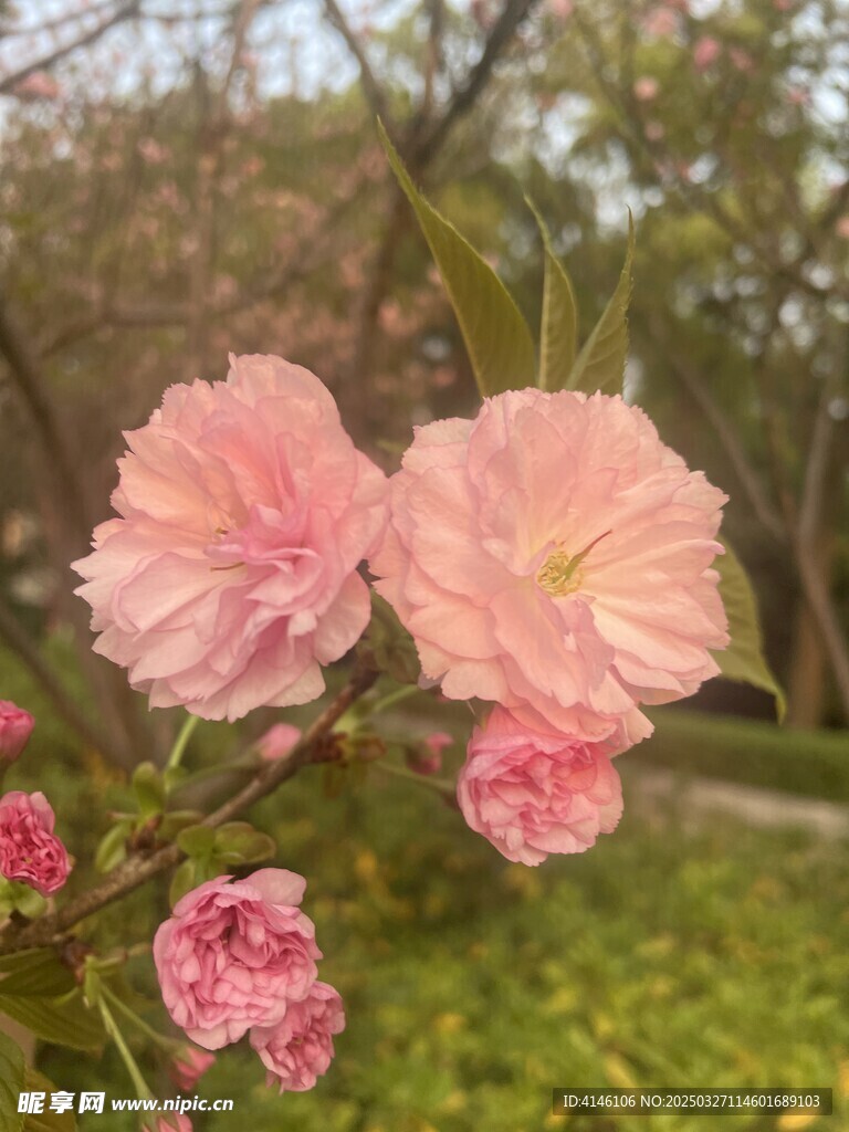 樱花