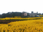 油菜花