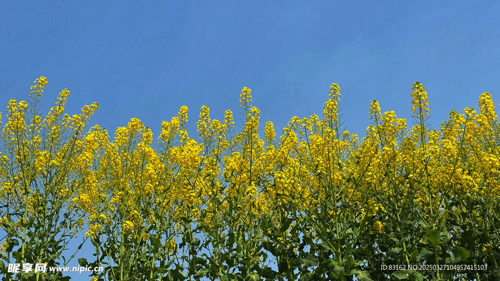 油菜花