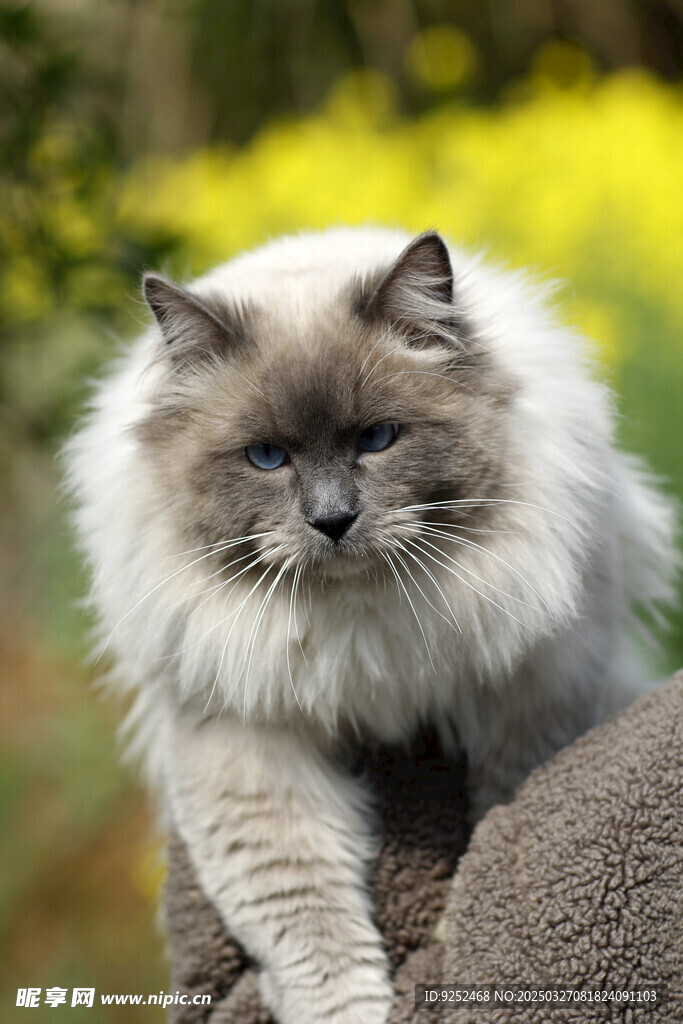 布偶猫 