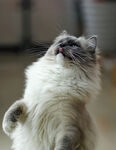 蓝手套猫 