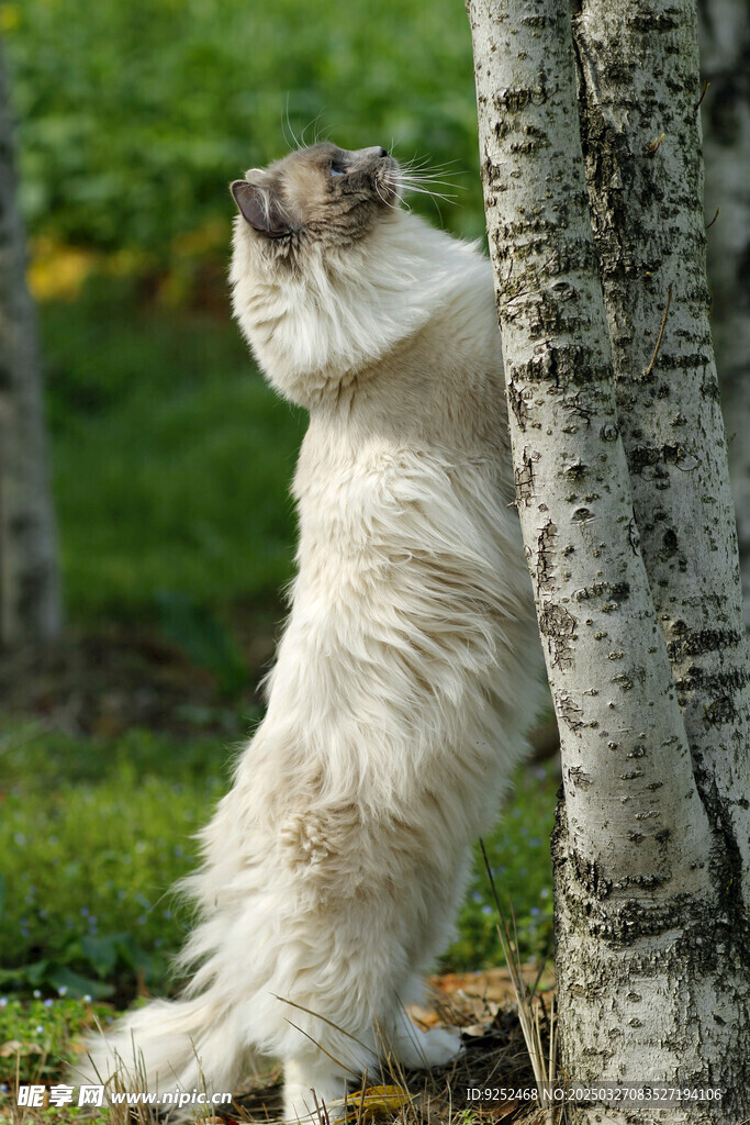 布偶猫蓝手套 