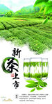 新茶上市