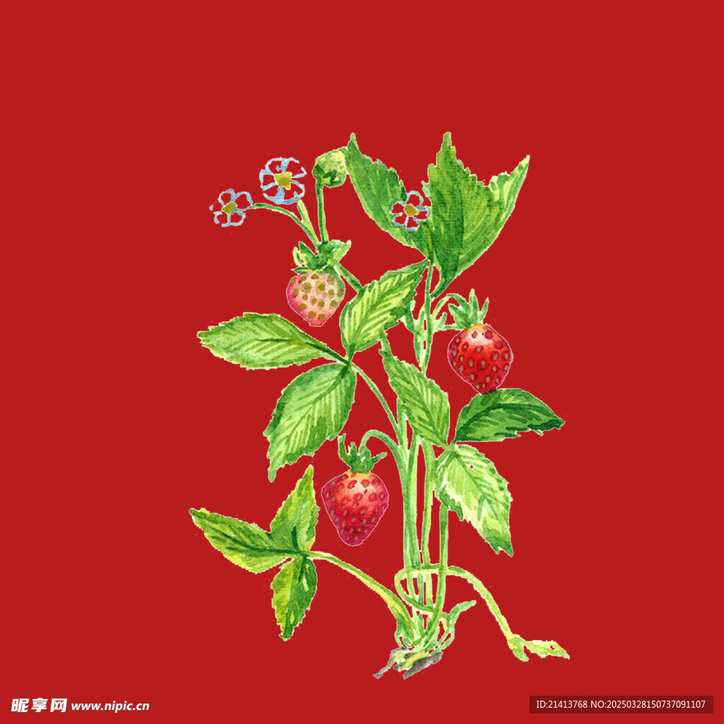 手绘草莓水果 
