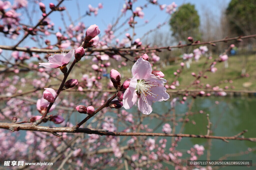 桃花
