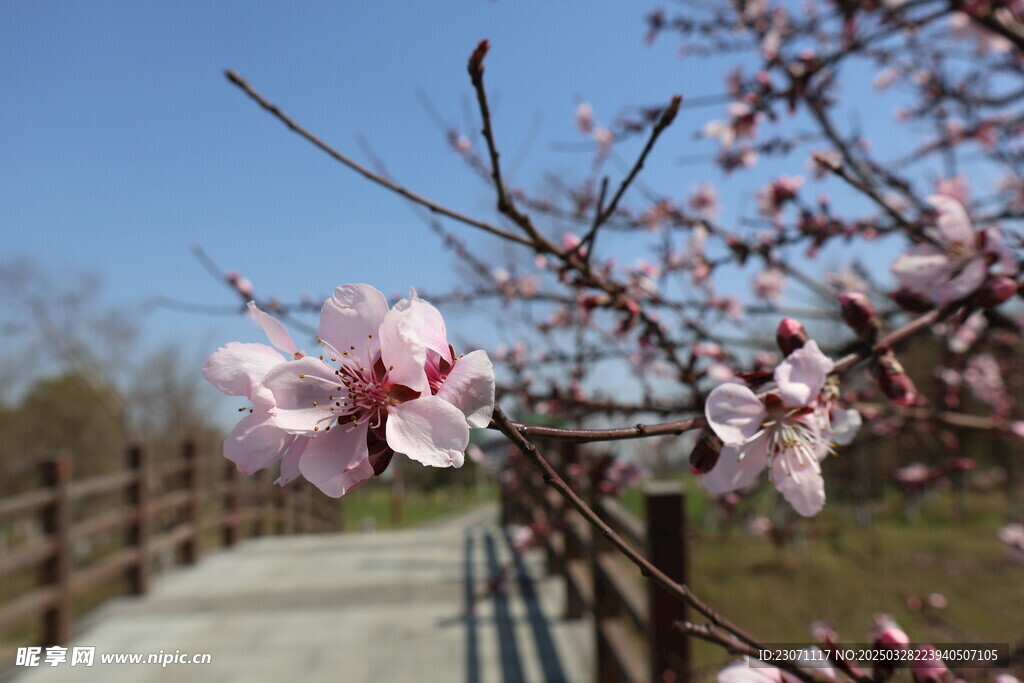 桃花