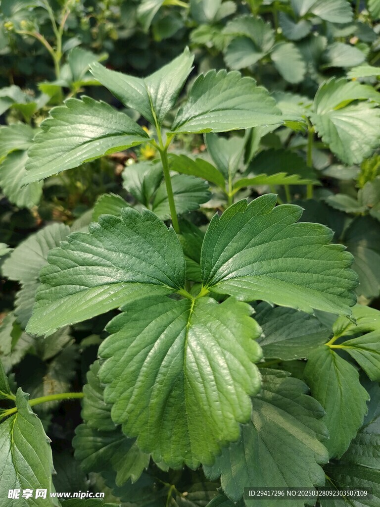草莓绿叶