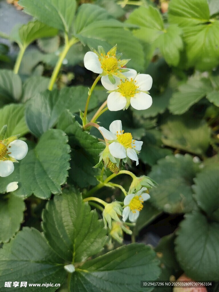 白色花叶绿叶草莓花