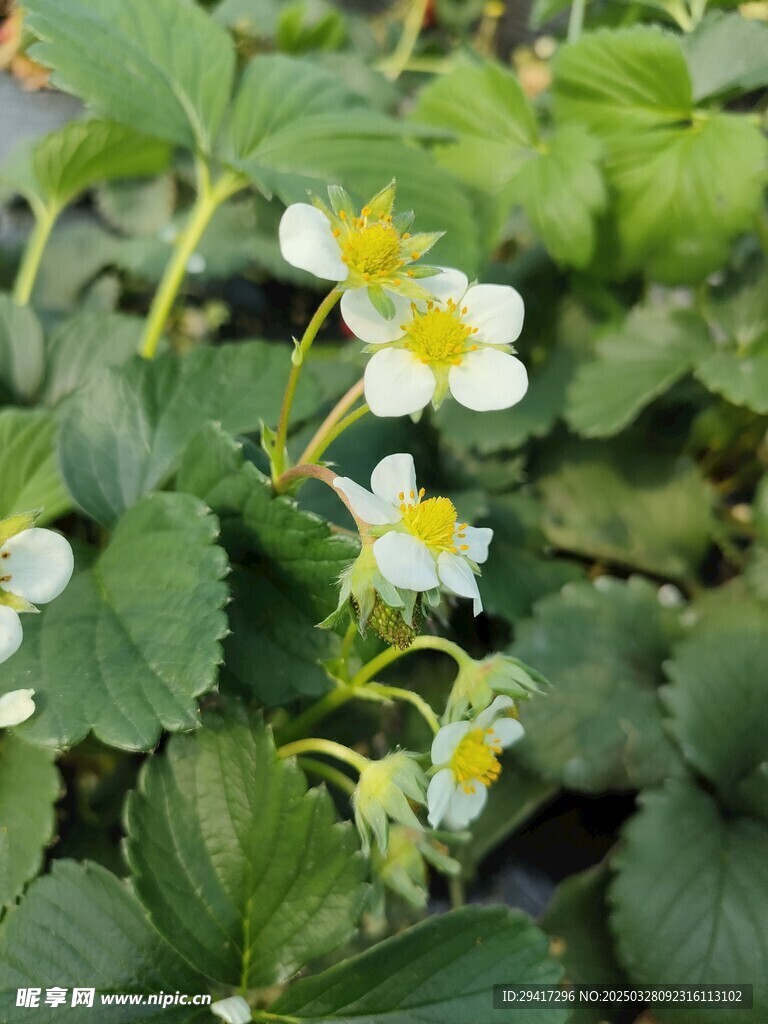 草莓花花蕾和叶子