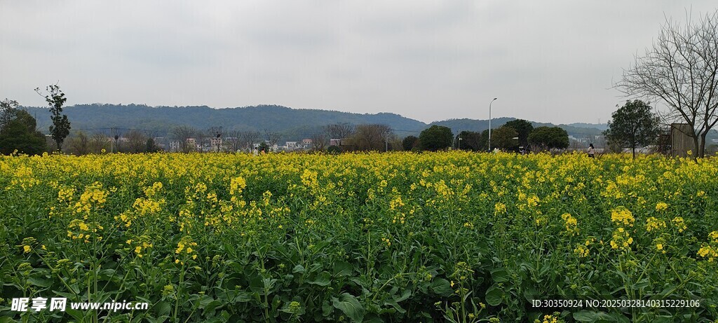 油菜花