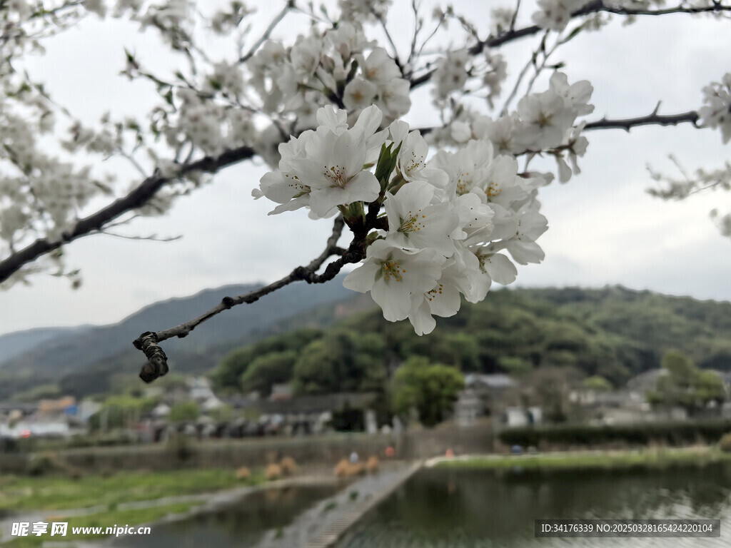 樱花