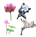 鲜花             