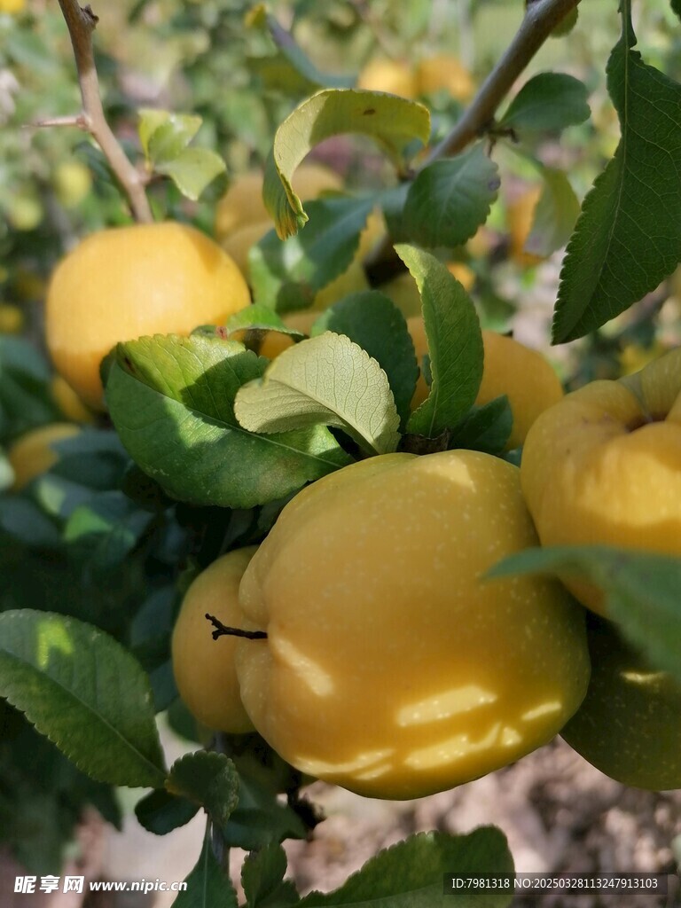 梨