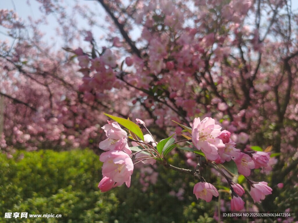 桃花