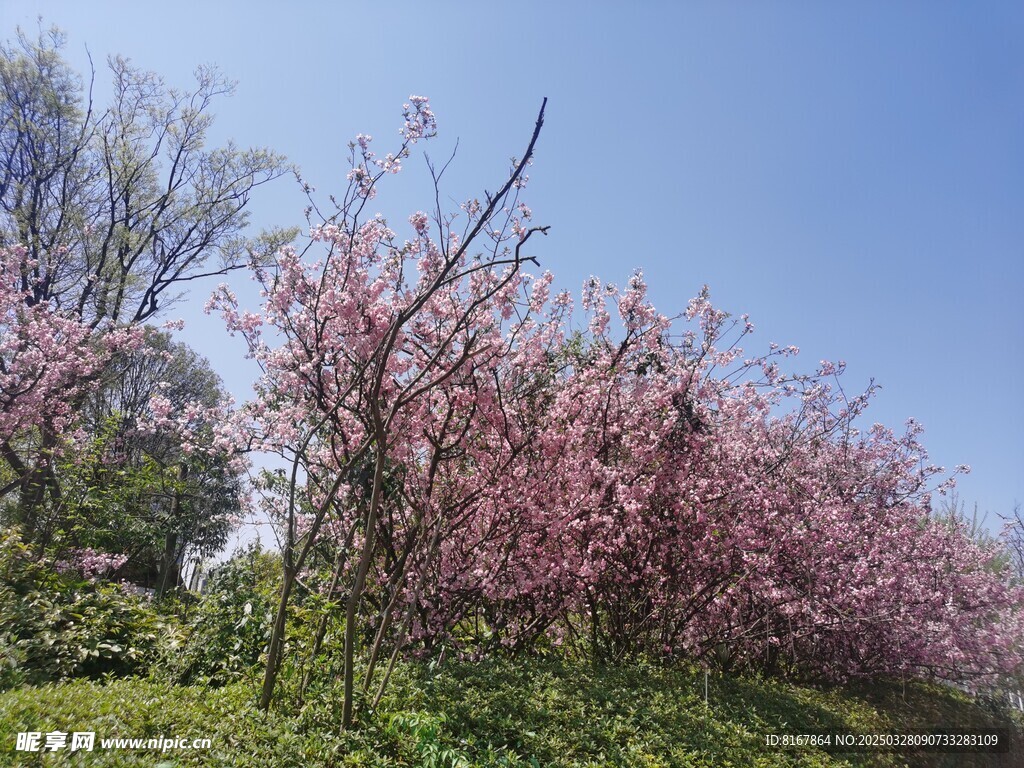 桃花