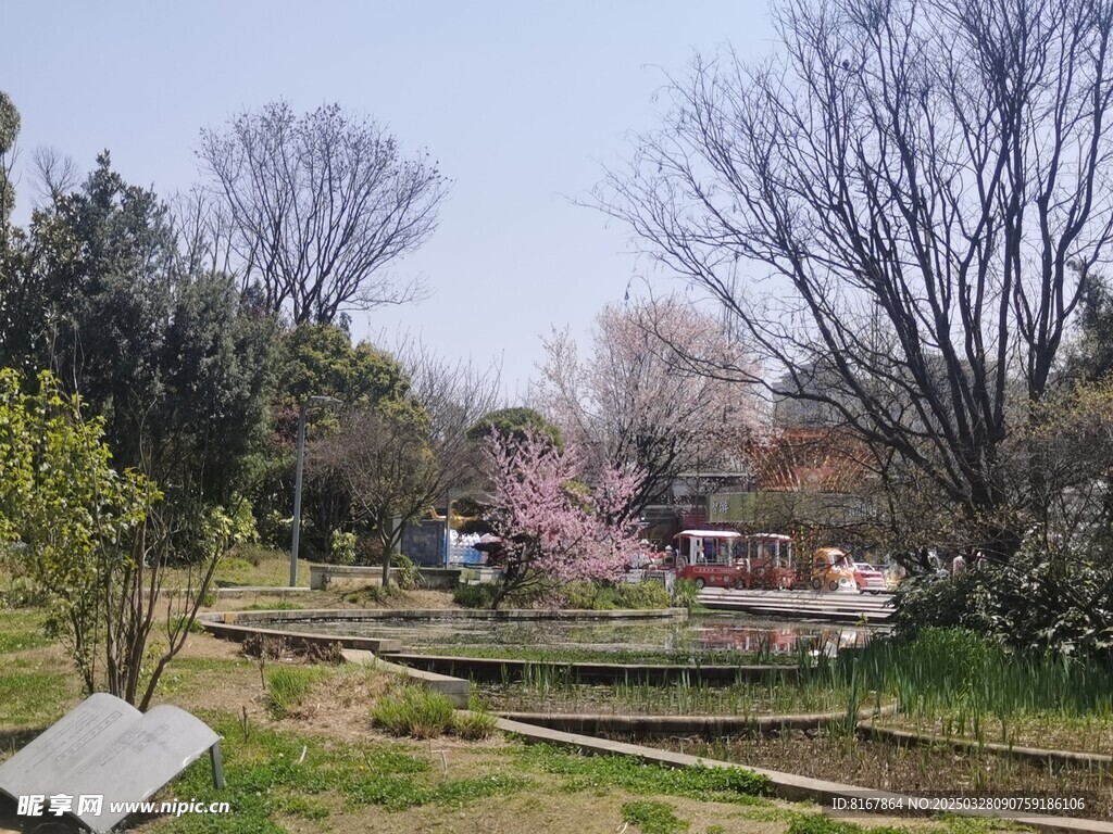 公园桃花