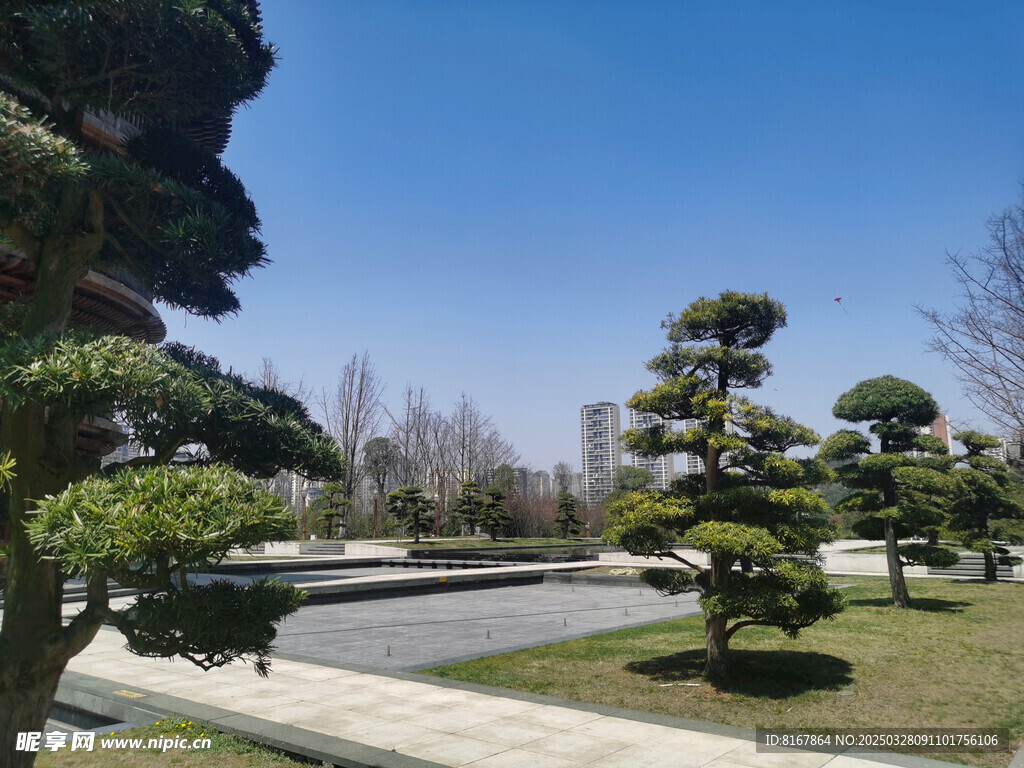 公园松树