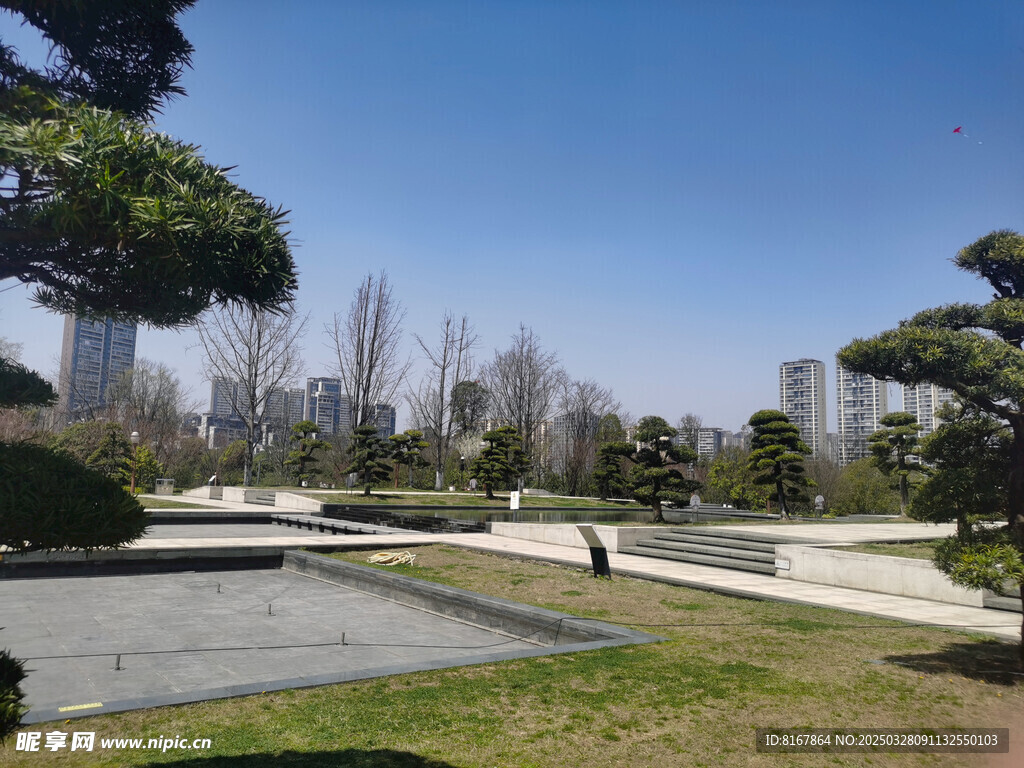 公园松树