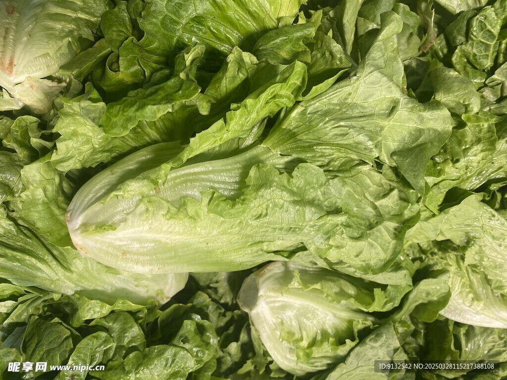 生菜