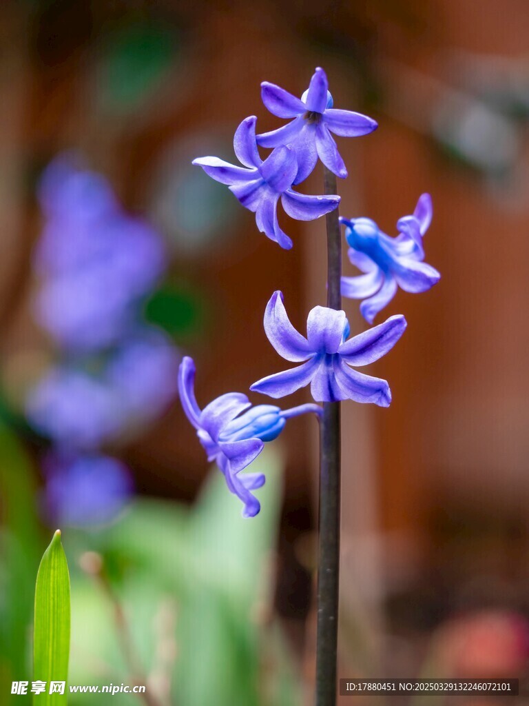 风信子