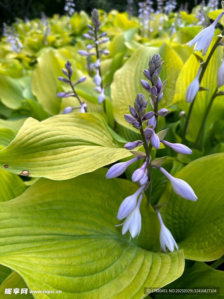 紫萼