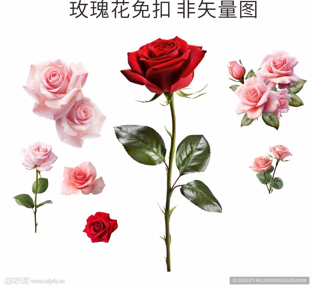 玫瑰花