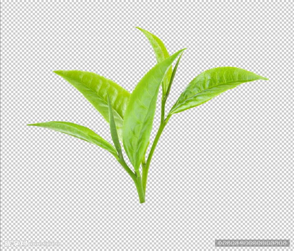 嫩茶叶
