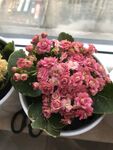 长寿花