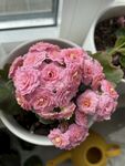 长寿花