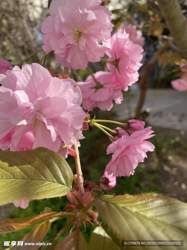 海棠花
