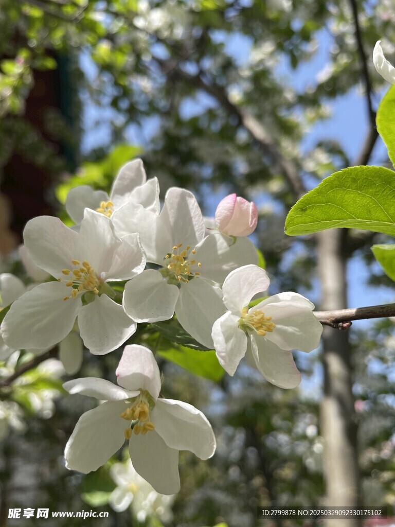 海棠花