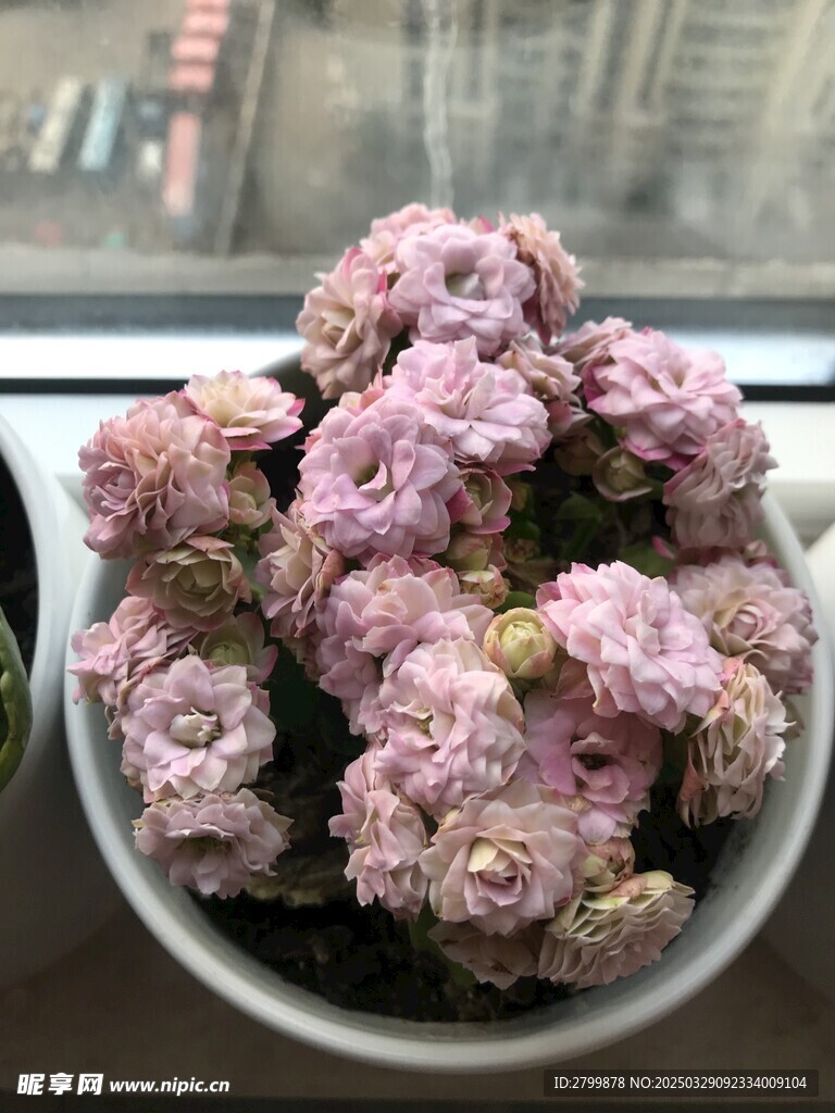 长寿花