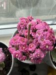 长寿花