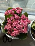长寿花