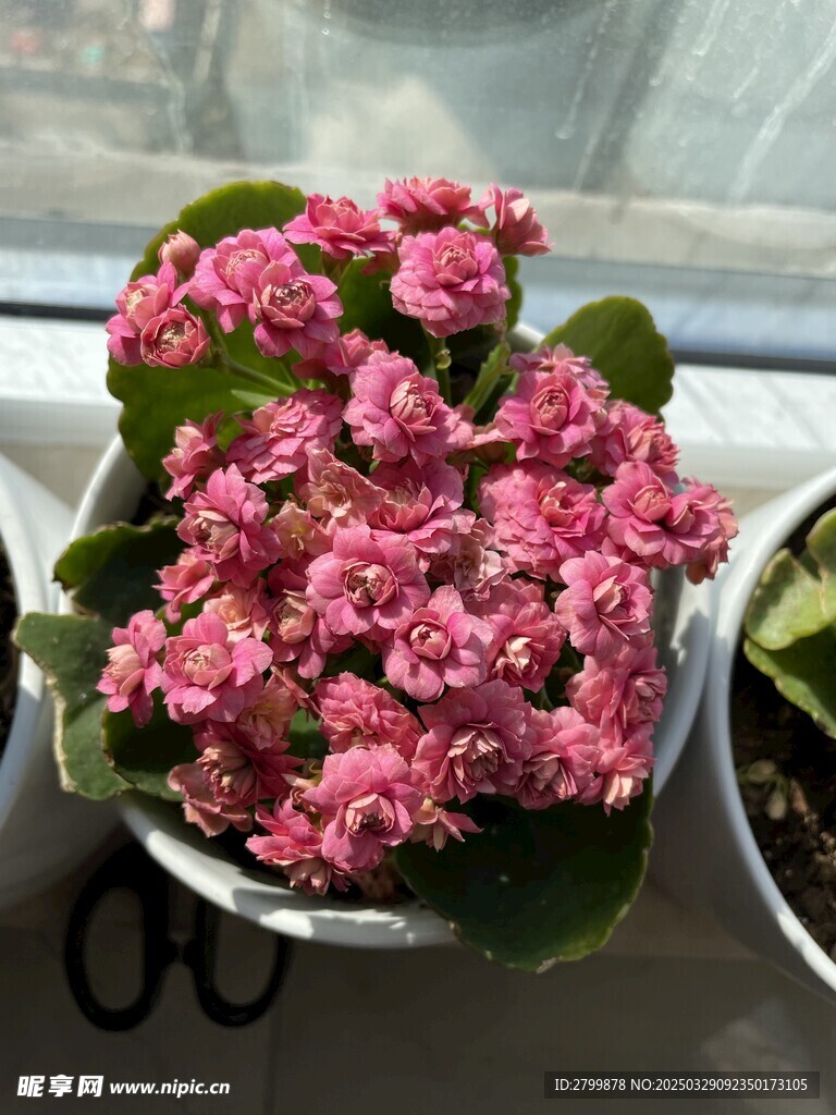 长寿花