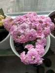 长寿花