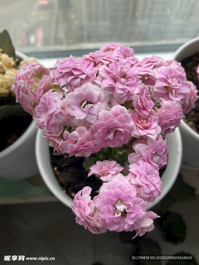 长寿花