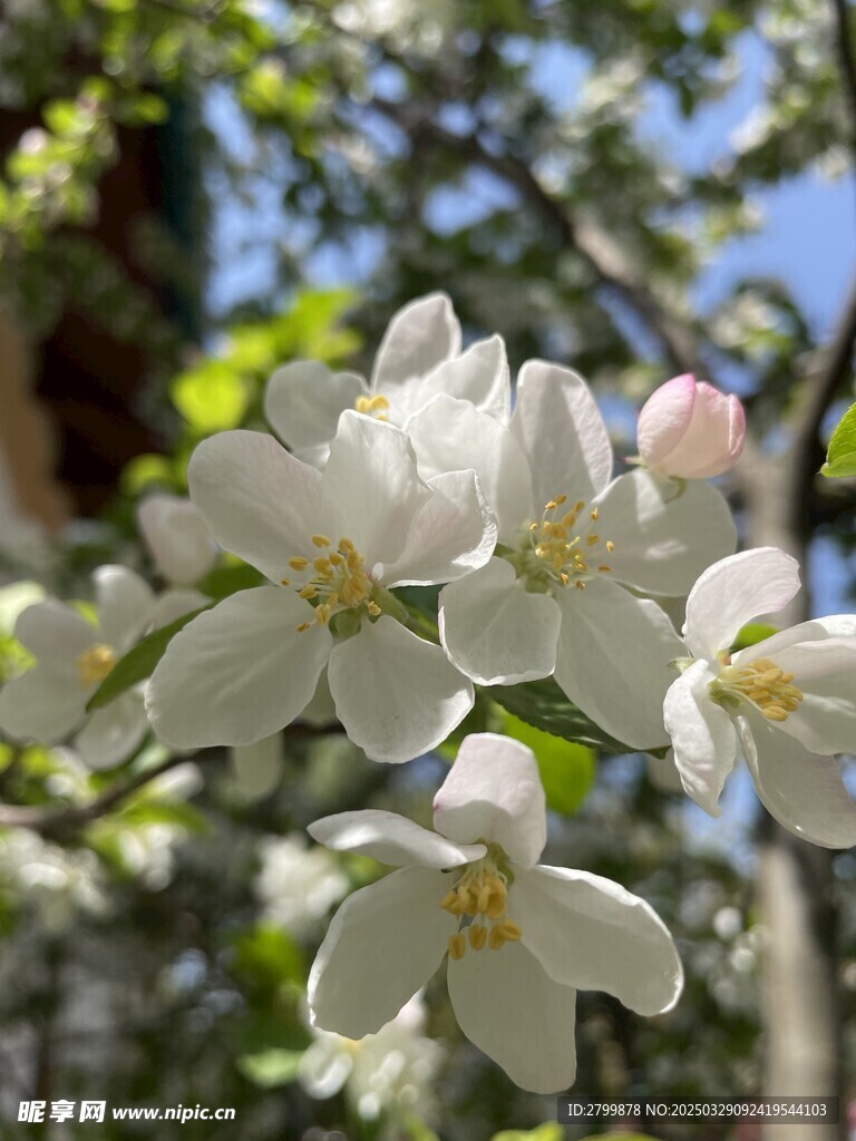 海棠花