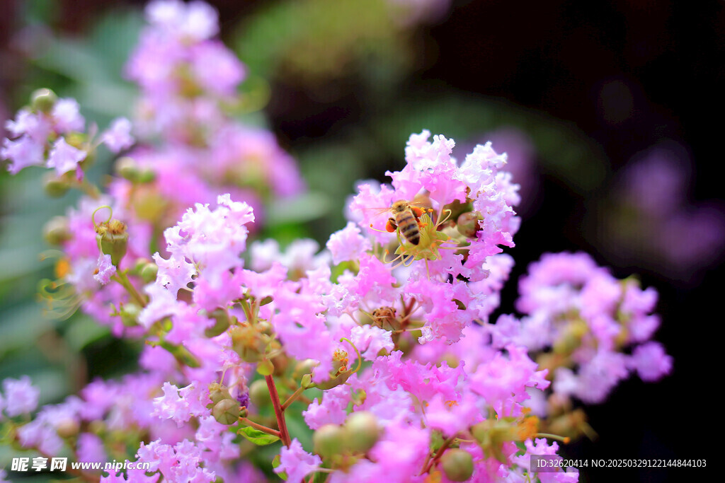 紫薇花
