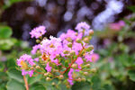 紫薇花