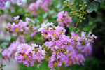 紫薇花