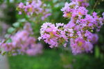 紫薇花