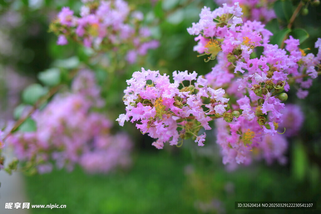 紫薇花
