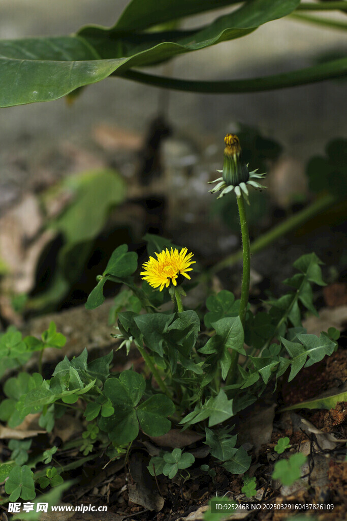 尿床草 