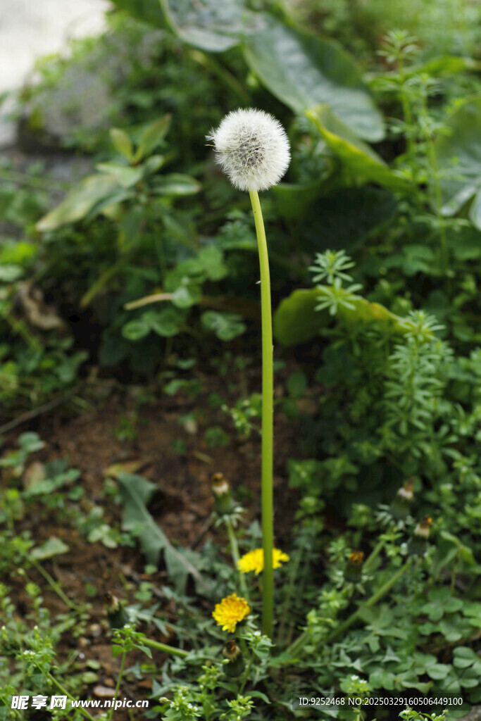 蒲公英