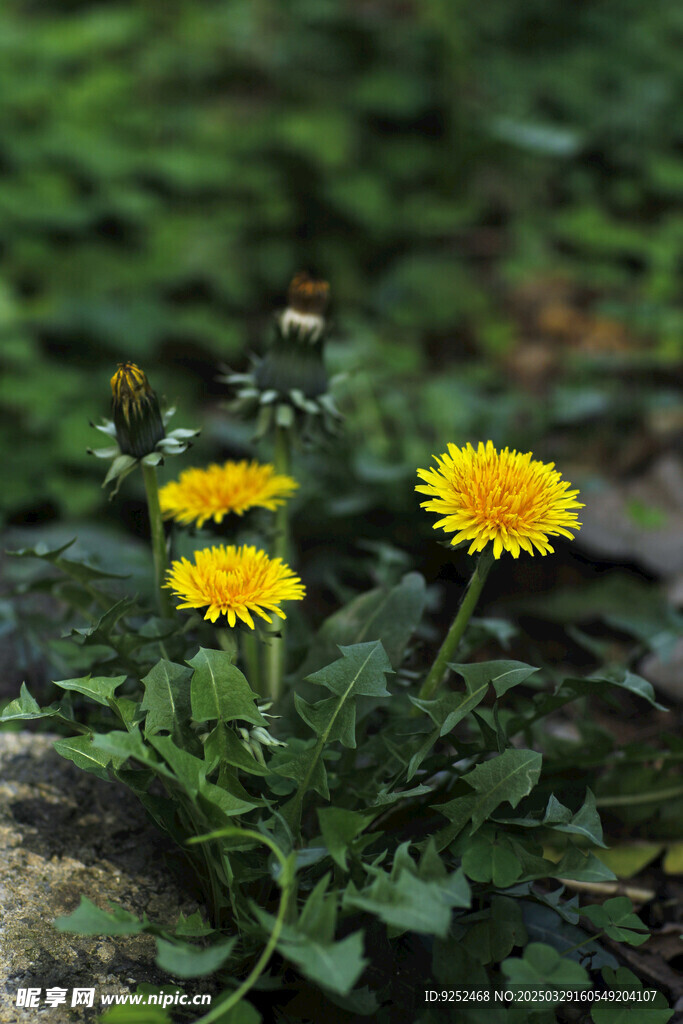 黄花地丁 